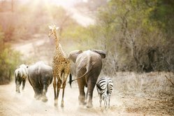 A lion, rhino, giraffe, elephant, and zebra walking away from the camera